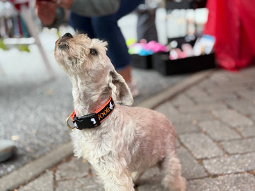 Dog wearing a front-clip harness on a morning walk in a neighborhood
