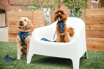 Two doodle dogs wearing patterned harnesses sitting outdoors on grass