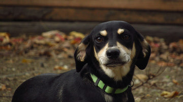 Dog wearing a collar - how to measure your dog's neck for a collar