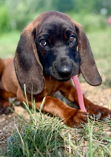 Hound puppy with long ears lying in the grass with a pink leash
