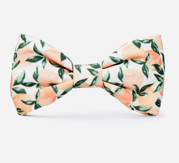 Bow Tie - Peaches and Cream - Gussied Up Pet Boutique