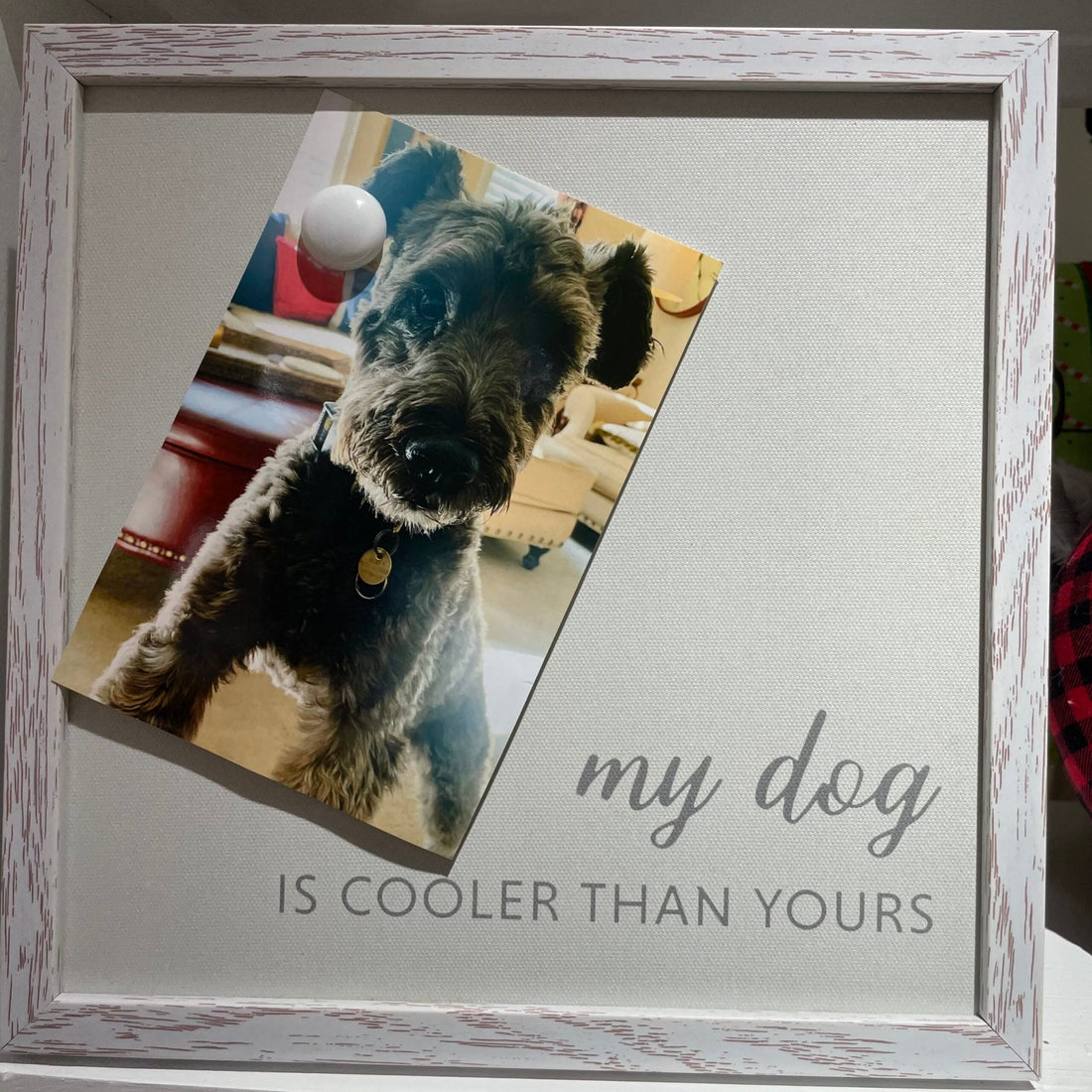 Frame - My dog is cooler - Gussied Up Pet Boutique