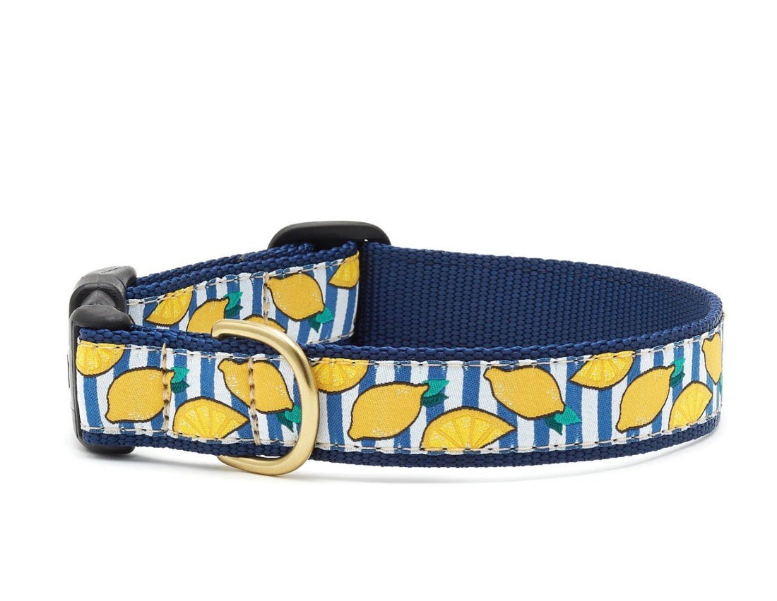 Lemonade Lemons Dog Collar - Gussied Up Pet Boutique