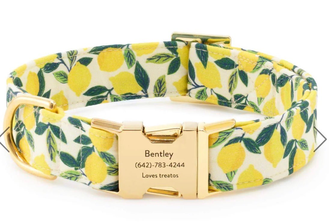 Lemons Dog Collar - Foggy Dog - Gussied Up Pet Boutique